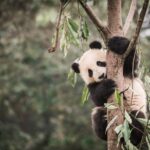 Chengdu: conheça a cidade dos pandas gigantes