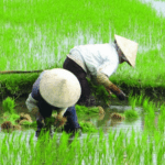 Agricultura chinesa: o que ela tem a nos ensinar?